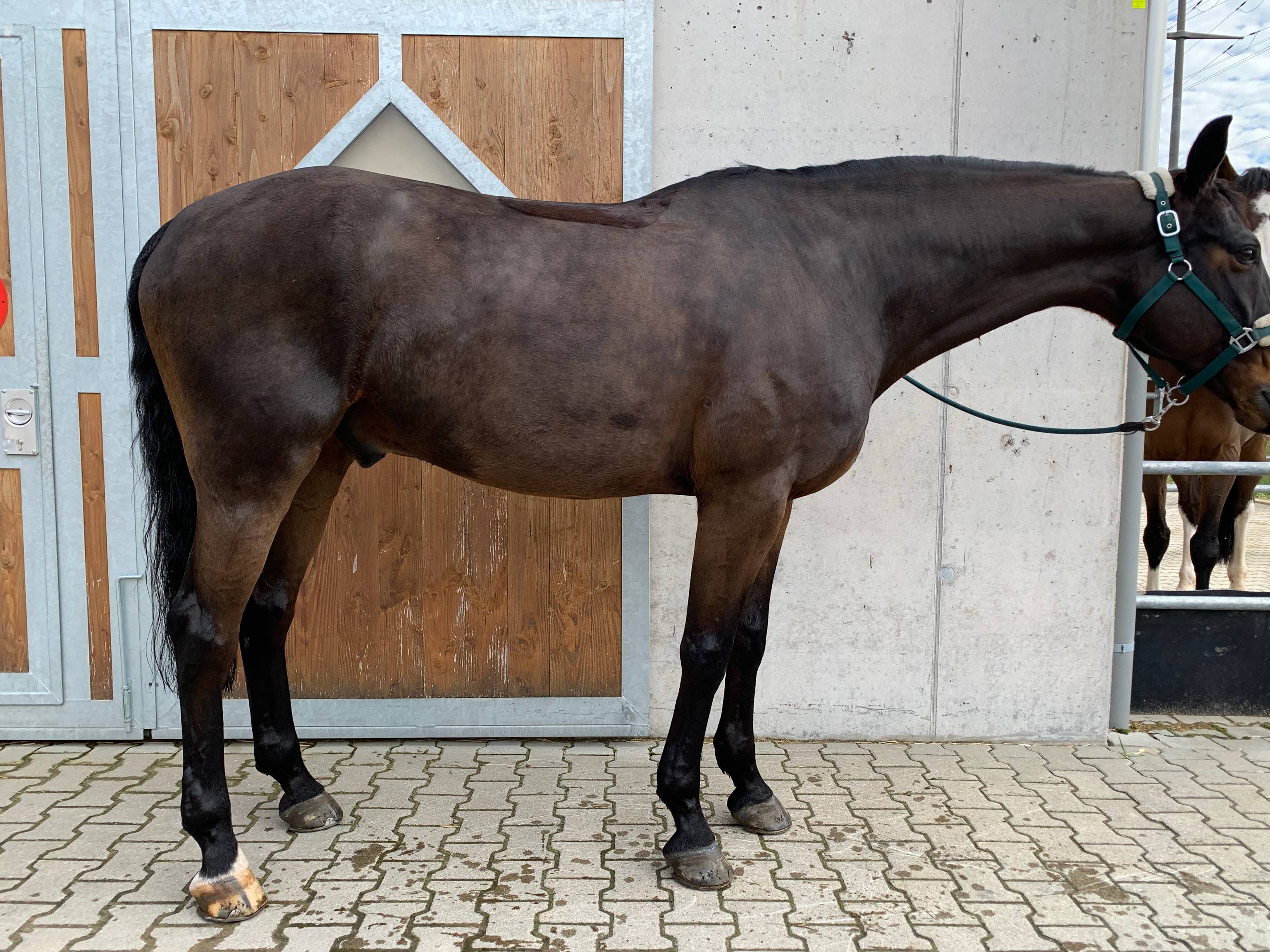 April 2022: Gleiches, jetzt 15jähriges Pferd. Schöne Rückenlinie, gute Rücken- und Bauchmuskeln. Der Brustkorb ist nach oben gekommen. Taktreine, bequeme Bewegungen. Geht inzwischen Einer-Galoppwechsel!
